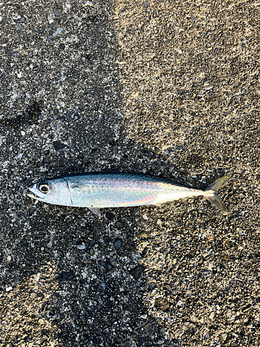 ゴマサバの釣果