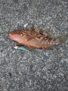 アコウの釣果