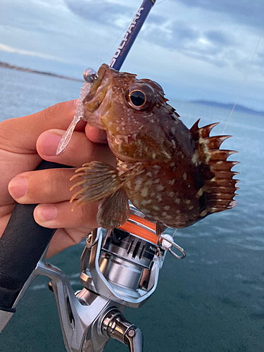 ガシラの釣果