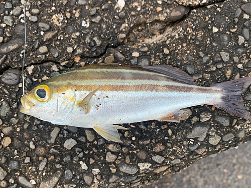 イサキの釣果