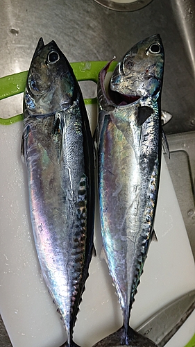 コイの釣果