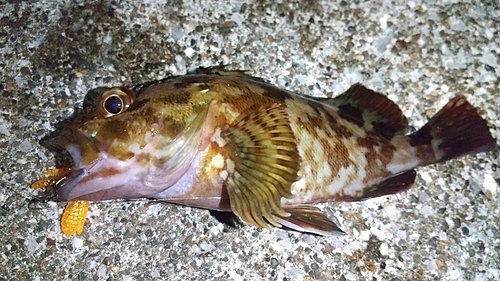 カサゴの釣果