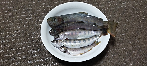 イワナの釣果