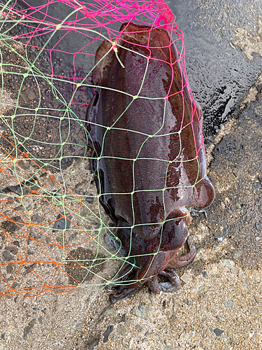 コウイカの釣果