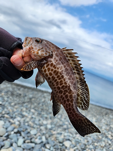 オオモンハタの釣果