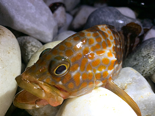 アコウの釣果