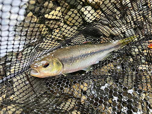 カワムツの釣果