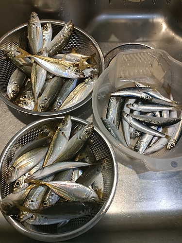 アジの釣果