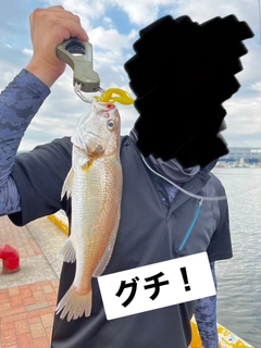 イシモチの釣果