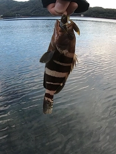 アオハタの釣果