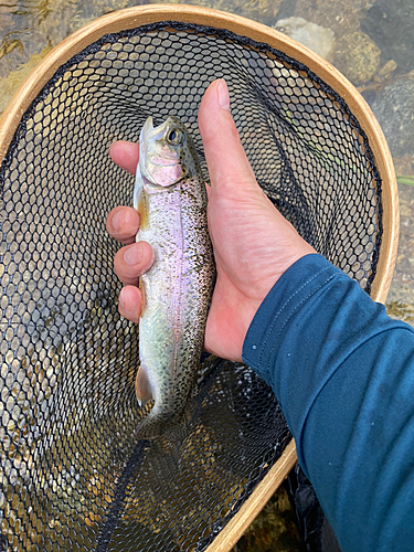 ニジマスの釣果