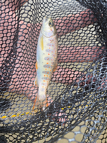 アマゴの釣果