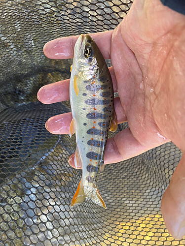 アマゴの釣果