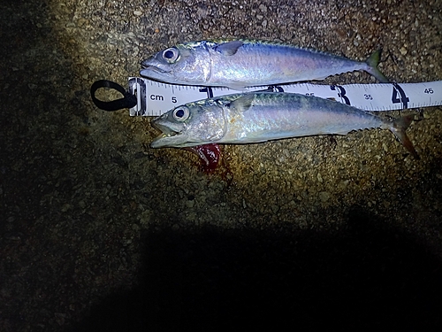 サバの釣果