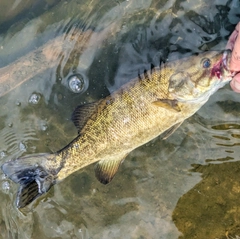 スモールマウスバスの釣果