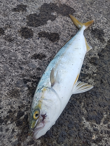 ワカシの釣果