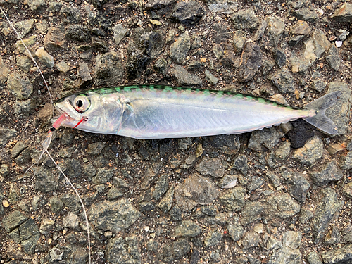 サバの釣果