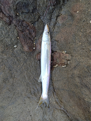 カマスの釣果