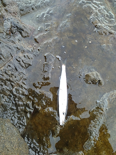 カマスの釣果