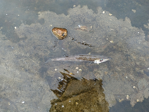 カマスの釣果