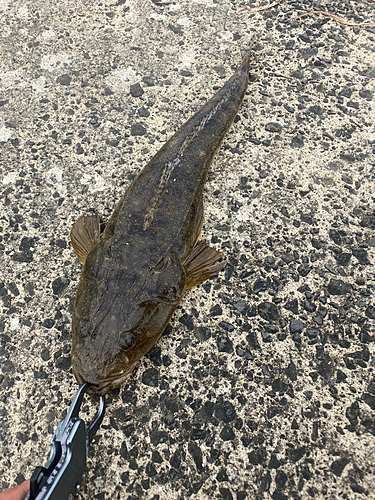 マゴチの釣果