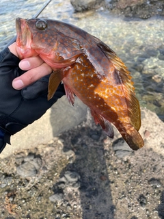 キジハタの釣果