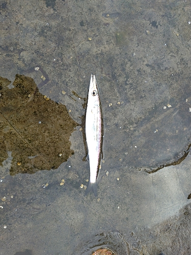 カマスの釣果