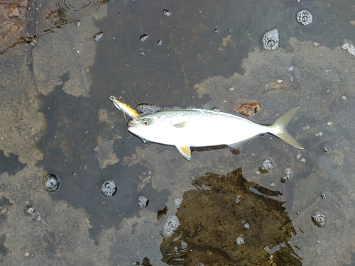 ワカシの釣果