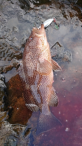 オオモンハタの釣果