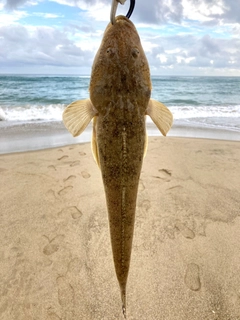 マゴチの釣果