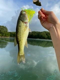 ラージマウスバスの釣果