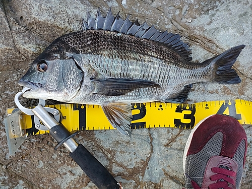 チヌの釣果