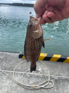 オオモンハタの釣果