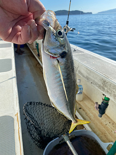 マアジの釣果