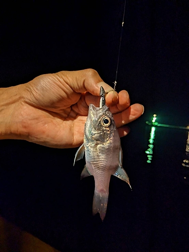 ヨコスジイシモチの釣果