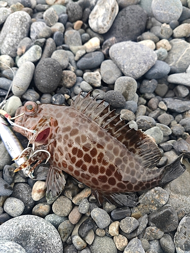 オオモンハタの釣果