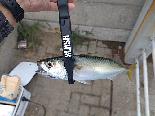 サバの釣果