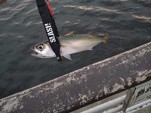 サバの釣果