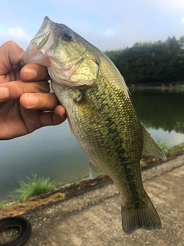 ラージマウスバスの釣果