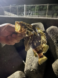タケノコメバルの釣果