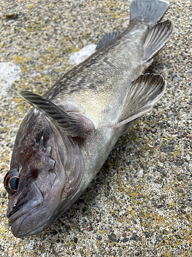 クロソイの釣果