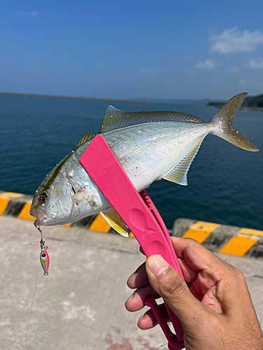 ネリゴの釣果