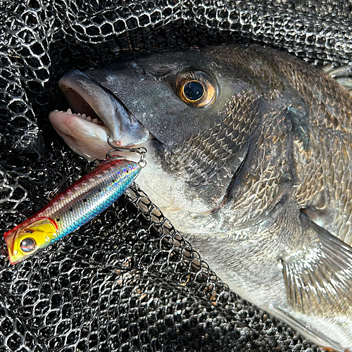 クロダイの釣果