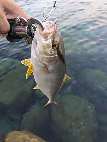 ネリゴの釣果