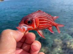 アヤメエビスの釣果