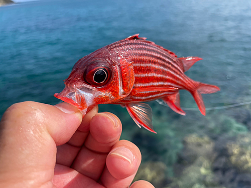 アヤメエビスの釣果