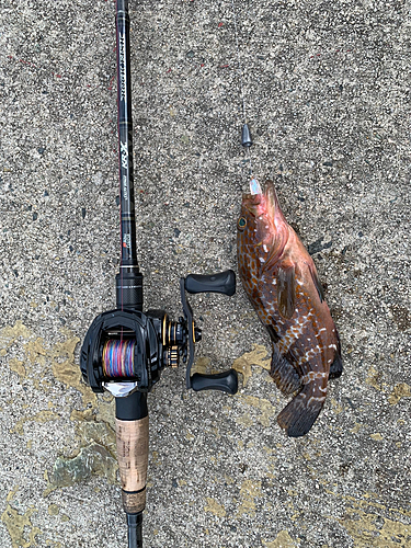 アコウの釣果