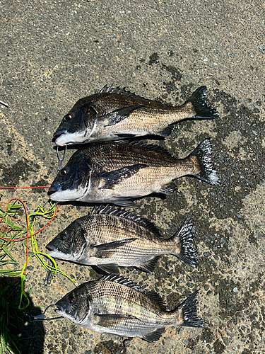 クロダイの釣果