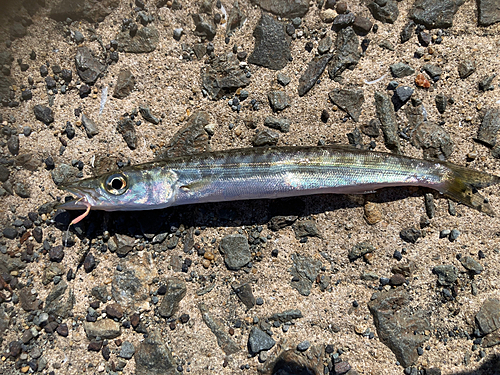 カマスの釣果