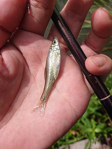 クチボソの釣果